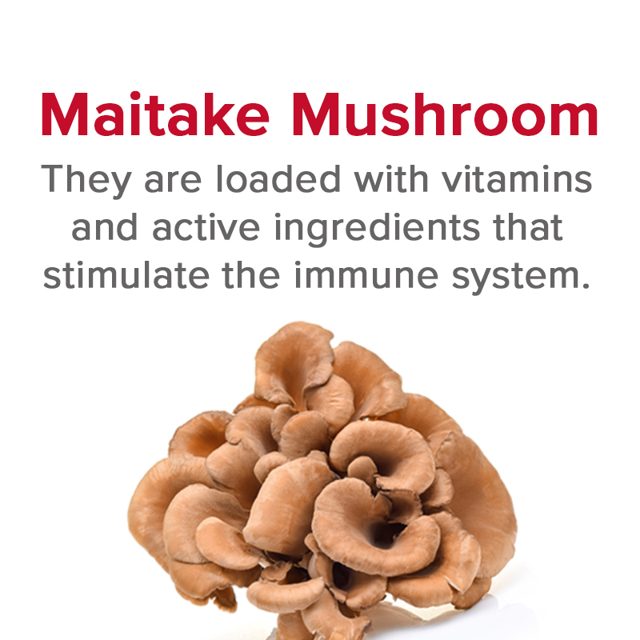 Maitake — ingredient in VetSmart Formulas Critical Immune Defense