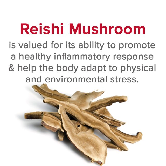 Reishi — ingredient in VetSmart Formulas Critical Immune Defense