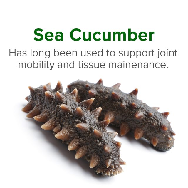 Sea cucumber — ingredient in VetSmart Formulas Critical Joint Relief