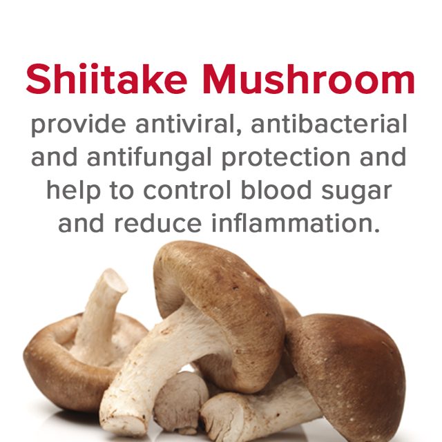 Shiitake — ingredient in VetSmart Formulas Critical Immune Defense