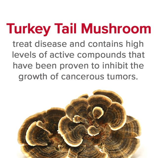 Turkey tail — ingredient in VetSmart Formulas Critical Immune Defense