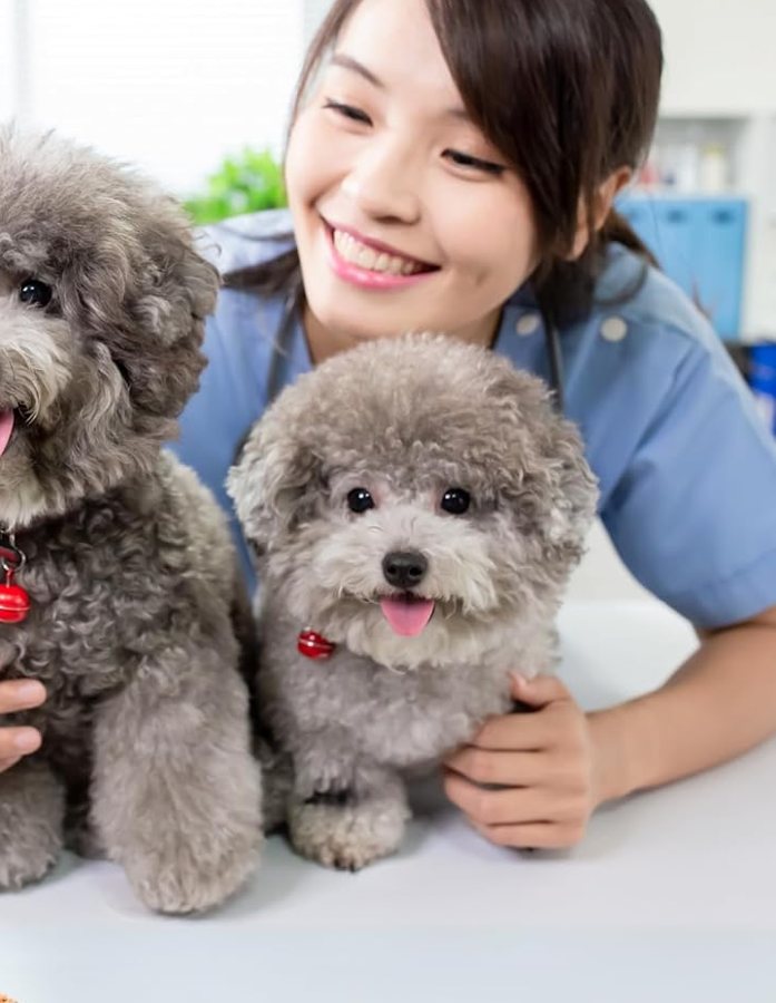 Woman smiling with two toy poodles